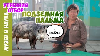 Бородатые свиньи помогли сделать научное открытие! Наталья Носова