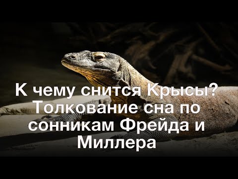 К чему снится Крысы? Толкование сна по сонникам Фрейда и Миллера