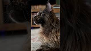 magnificent maine coon ekks and purrs || ekekekkekkek