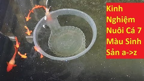 Kinh Nghiệm Nuôi Cá 7 Màu Sinh Sản