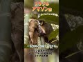 アマゾン森本【ブラジル縦断旅〜#2】イグアスの滝~その2