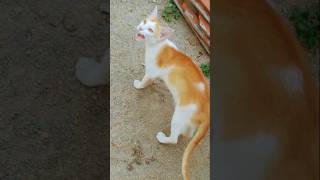 cute cat lovely moments😻 lovely mood🐈#cat videos #trending#shorts#viral #animal