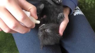 Кошка Муся родила котят!!! Кошка Муся родила котят!!!