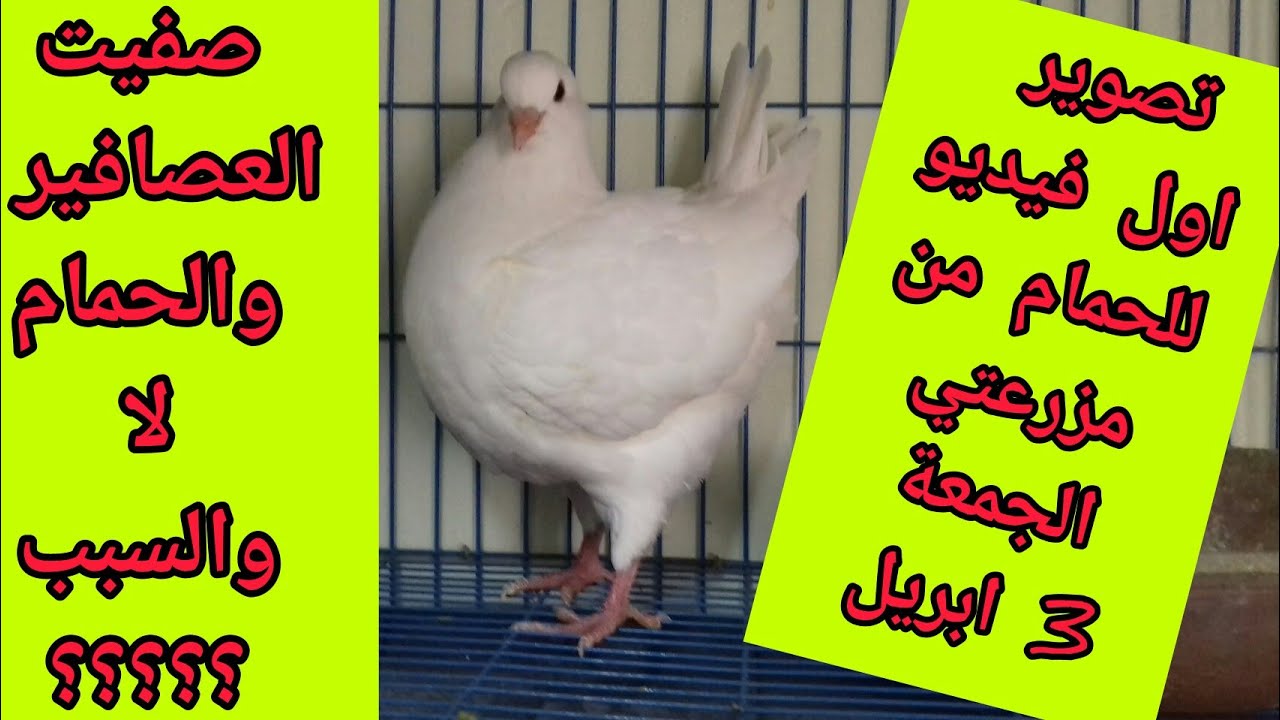 اول فيديو للحمام من مزرعتي وانتظرو المزيد من الفيديوهات عن اللاحم والكينج جمعة ٣ ابريل