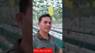 Fruiting Melon sweet variant Net 9 #shortsyoutube #melon #fypシ