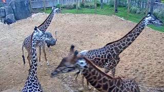 Houston Zoo Giraffe Platform Cam | Feeding Live Cam | Ozolio Webcam Services