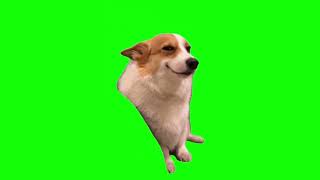 Smiling Corgi Dog Meme | Green Screen HD