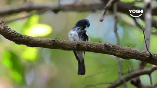 Suara Kicauan Alami Burung Tledekan Di Alam Bebas