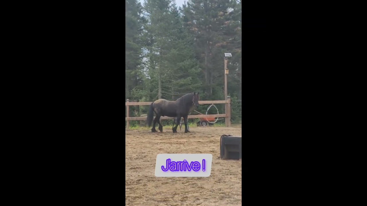 Ce que dit Brioso (exemple d'une séance)