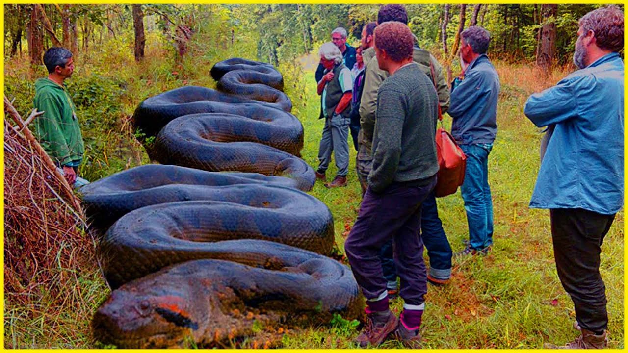 View of Image result for Snake drinking hole