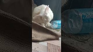 Rabbit cute rabbit sasa trending short kids youtubeshorts np animal subscribe
