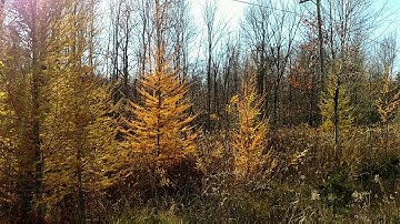 TAMARACK: A UNIQUE TREE!