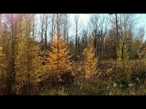 Video: Un albero di tamarack è deciduo?