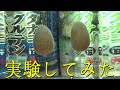 タナゴ釣り　タナゴグルテン買って実験してみた