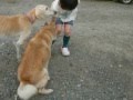 飛び交うお声に右往左往♪(Hokkaido Dog・Saluki) の動画、YouTube動画。