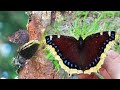今年大量発生中のキベリタテハを虫取りする！【昆虫採集】