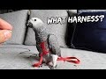 How I Tricked My Bird Into Wearing an Aviator Harness | Vlog #260