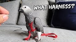 How I Tricked My Bird Into Wearing an Aviator Harness | Vlog #260