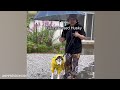 Funniest Dogs Playing with Water Compilation of 2024