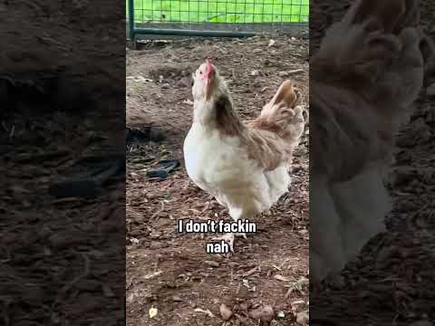 Chicken conversations chickens backyardchickens comedy shorts funnyanimals funny rooster