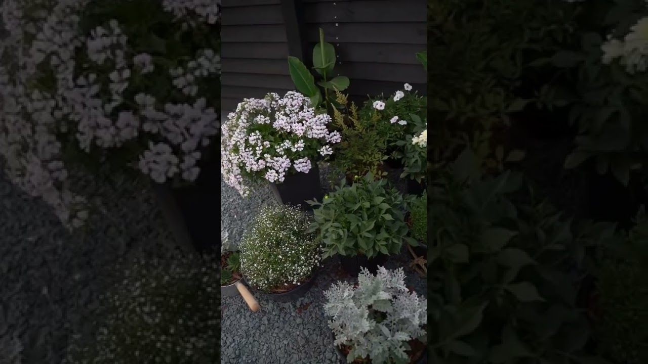 Контейнерное озеленение участка - YouTube