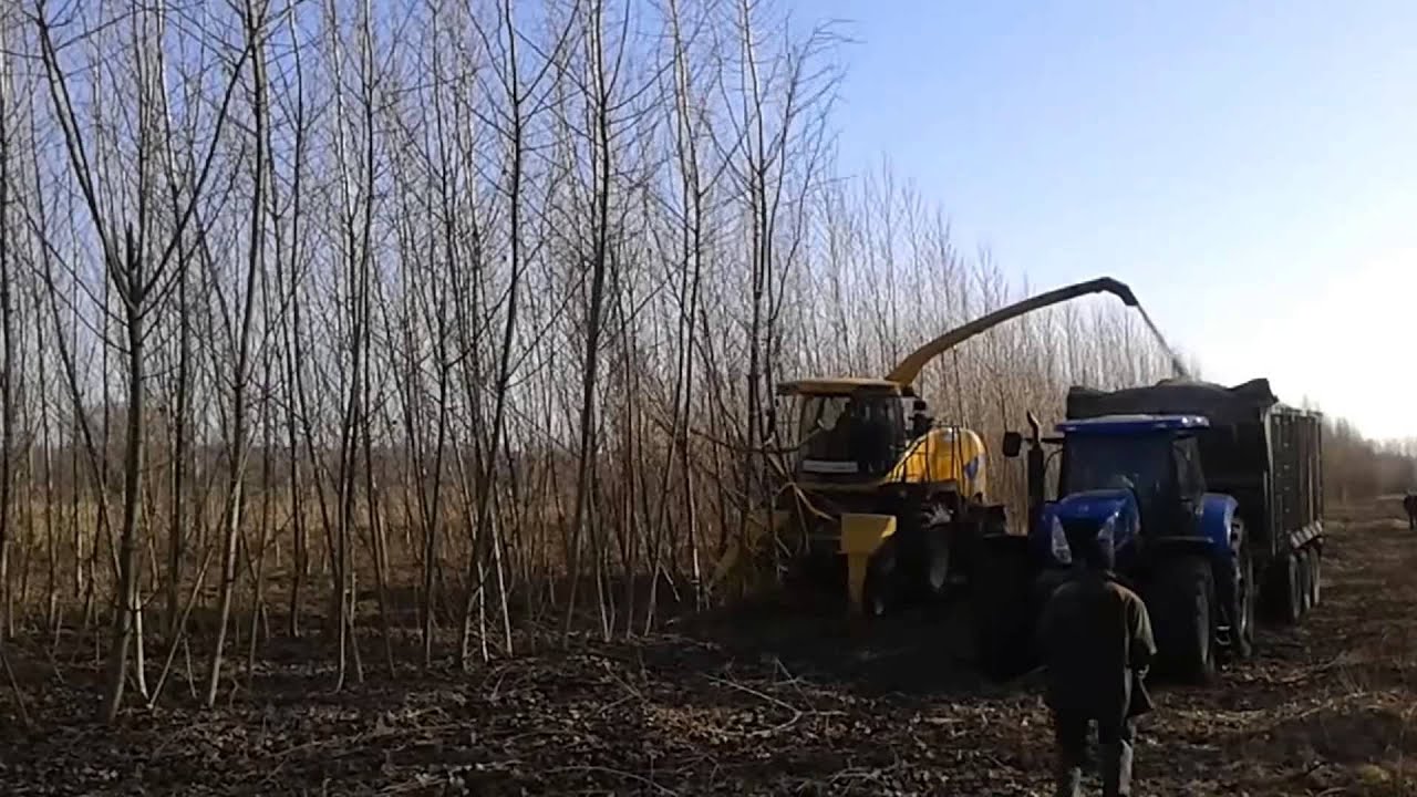 New Holland FR poplar harvest