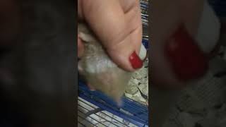 Сирийские хомячки как отличить девочку от мальчика Сирийские хомячки как отличить девочку от мальчика