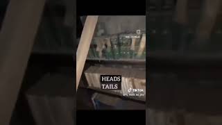 #fearandhunger  gear and hunger  meme coin flip bookshelf