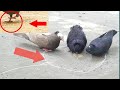 How to catch Trap pigeon easy | Simple pigeon Trap | Best pigeon Trap