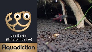 Jae barbs - (Enteromius jae) Rare Dwarf Barbs - Tropical Fish (butterfly barbs included) Thumbnail