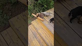 Зверюги, и хвостики #snow #реки #animals #рек #лучшее #смех #стрим #funny #shorts #love #freefire