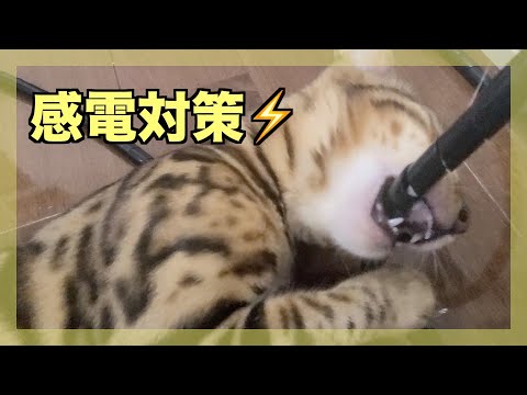 猫の感電事故を防ぐ5つの対策と対処法【獣医師解説】
