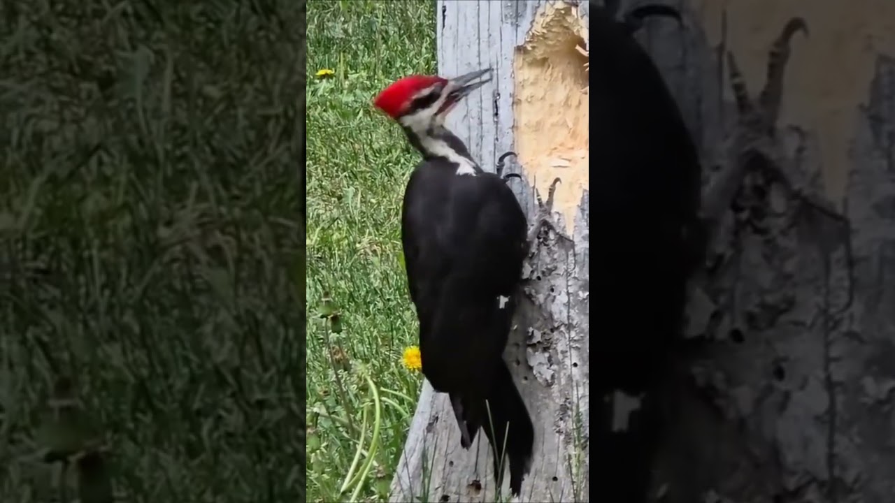 Дятел. Woodpecker. 