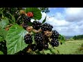 Ежевика в Алжирских горах!!! / Blackberries in the Algerian mountains!!!