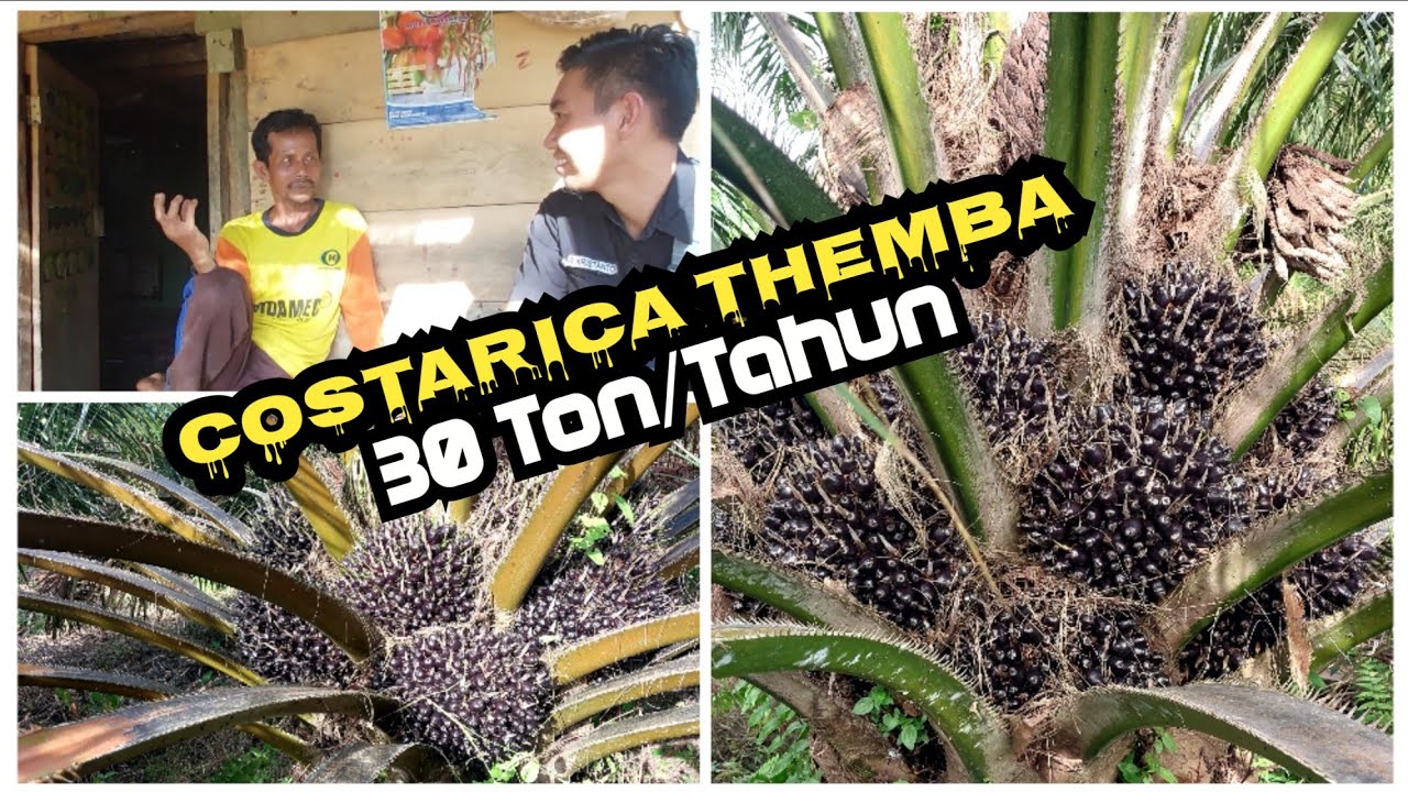 sawit costarica themba umur 6 tahun