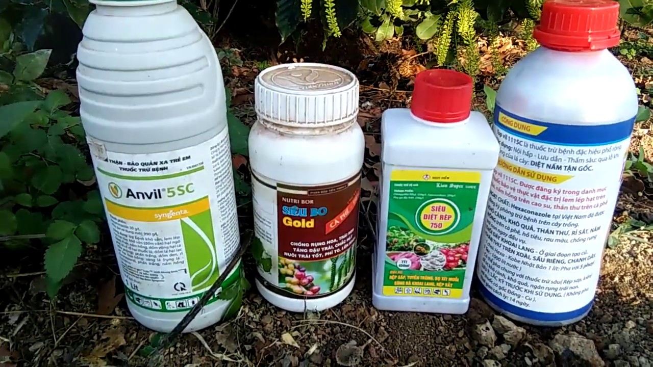 Macca: Một Số Loại Thuốc Và Thời Điểm Phun Mắcca Trước Và Sau Khi Ra Bông: thằng nông dân