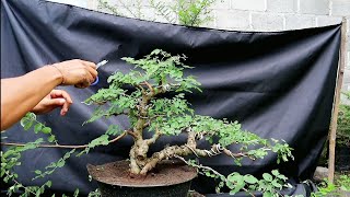 PRUNING BAHAN BONSAI ILENG ILENG