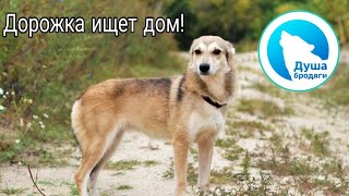 ДОРОЖКА ИЩЕТ ДОМ! КАЛУГА ДОРОЖКА ИЩЕТ ДОМ! КАЛУГА