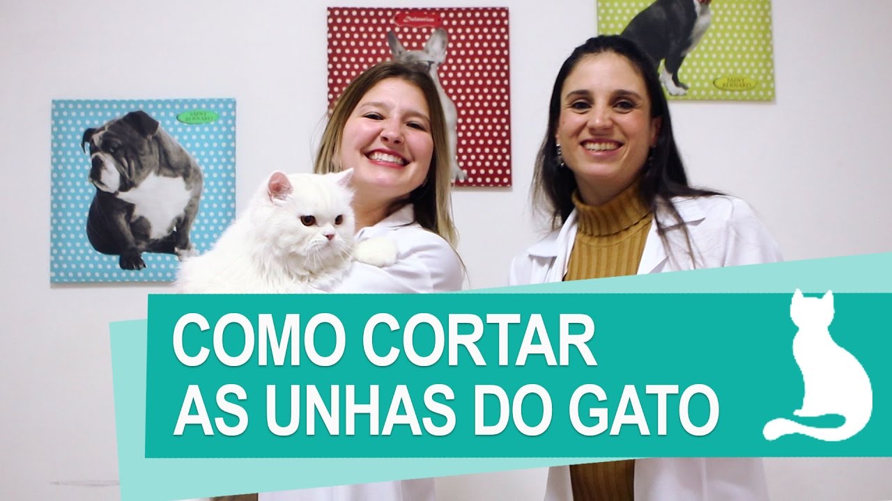 Banho e Tosa Perto de Mim - Clínica Veterinária Klabin LTDA. Veterinário em  Vila Mariana