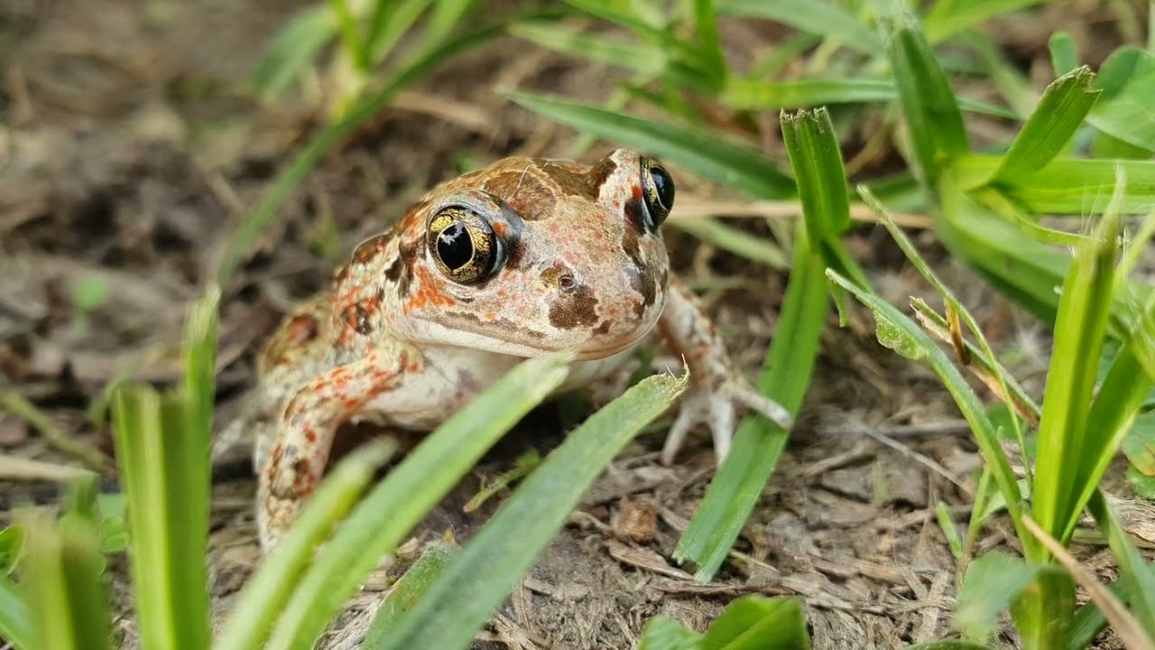 Жабка Чесночница или Почему ее так назвали?