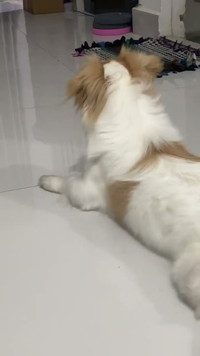 Download lagu Full Video below👇  #feed #shorts #doglover #puppy #love #pets #kokoni #bestfeed #cutedog