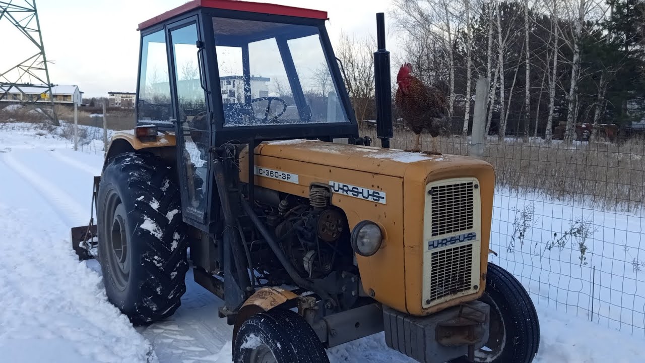 Odśnieżanie- nietypowy klient 🐔🐓