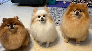 Pomeranian Moments That Bring Joy And Little Bit Rage