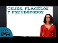 Cilios, flagelos y pseudópodos