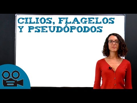 Video: ¿Cómo se forman los pseudópodos?