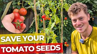 How to get Free Tomato Seeds for Life | Complete Guide