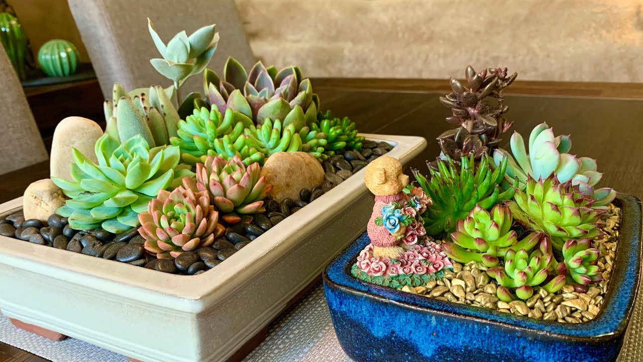 Two Succulent Arrangements in Glazed Terracota Pots
