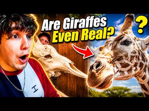 You Have No Idea How Weird Giraffes Are | Casual Geographic | **REACTION**