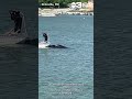 A boat capsizes on Forest Lake at Thousand Hills State Park