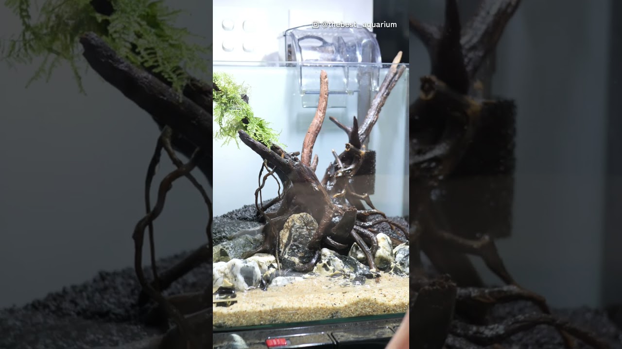 Tutorial Kilat Menanam Aquascape Bersama Om Bing